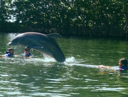 Recreation «Dolphins Plus Oceanside», reviews and photos, 31 Corinne Pl, Key Largo, FL 33037, USA
