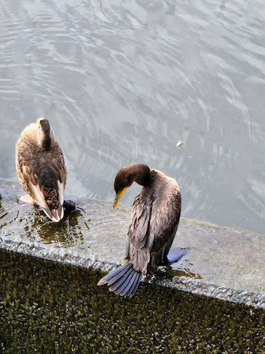 Park «Roosevelt Park», reviews and photos, Roosevelt Dr, Edison, NJ 08837, USA