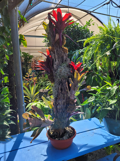 Wholesale Plant Nursery «Galloway Farm Nursery Inc.», reviews and photos, 7790 SW 87th Ave, Miami, FL 33173, USA