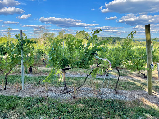 Winery «Old York Cellars», reviews and photos, 80 Old York Rd, Ringoes, NJ 08551, USA