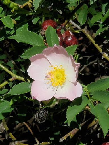 Nature Preserve «Wilson Springs Ponds», reviews and photos, 3209-3507 S Powerline Rd, Nampa, ID 83686, USA