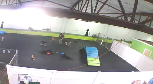 Dog Trainer «Suite Dog Daze», reviews and photos, 2090 Front St NE, Salem, OR 97301, USA