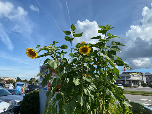 Auto Repair Shop «First Landing Autocare», reviews and photos, 2900 Shore Dr, Virginia Beach, VA 23451, USA