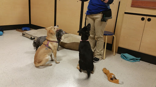 Pet Supply Store «PetSmart», reviews and photos, 1160 Stafford Market Pl, Stafford, VA 22556, USA