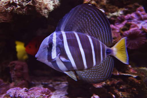 Pet Supply Store «All About Pets», reviews and photos, 9285 Cincinnati Columbus Rd, West Chester Township, OH 45069, USA