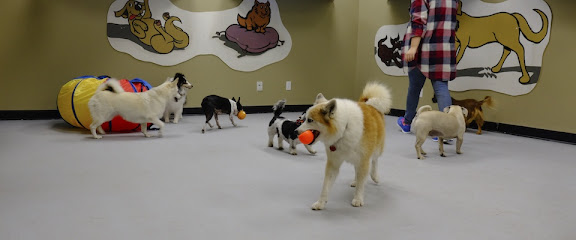 Back in the Pack Dog Daycare