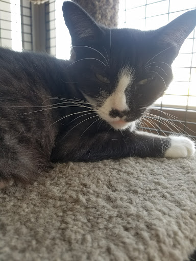 Pet Supply Store «San Mateo Pet Supply», reviews and photos, 346 El Camino Real, Redwood City, CA 94062, USA