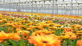 Florineve - Produção e Comércio de Flores