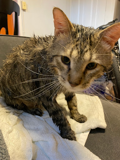 Memorial Park «Malcolm W. Martin Memorial Park», reviews and photos, 185 W Trendley Ave, East St Louis, IL 62201, USA