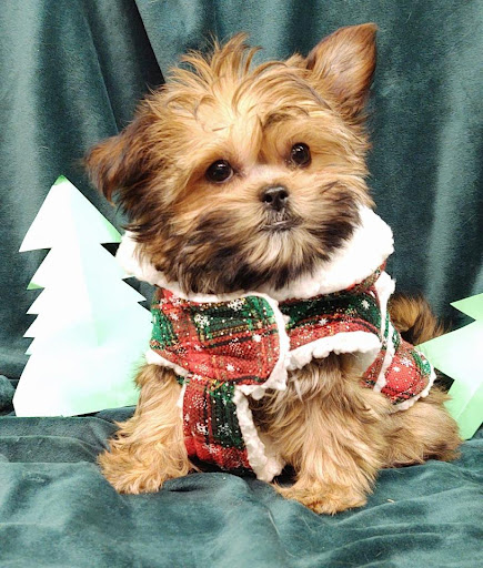 Pet Store «Four Paws and a Tail», reviews and photos, 120 Northtown Dr, Blaine, MN 55434, USA