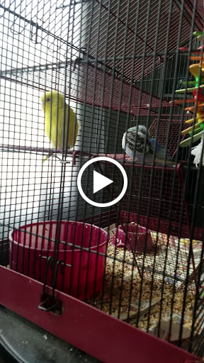 Pet Store «Park Avenue Birds & Pet Supply», reviews and photos, 120 W Center St, West Bridgewater, MA 02379, USA