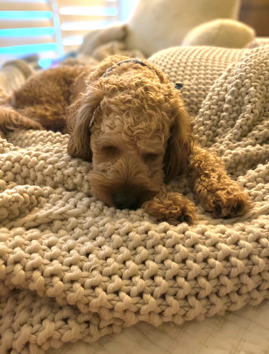 Pet Store «Petland», reviews and photos, 10289 Ulmerton Rd, Largo, FL 33771, USA