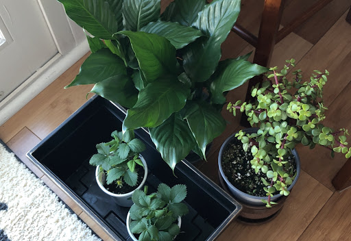 Wholesale Florist «Premier Foliage & Flowering», reviews and photos, 5748 Baum Blvd, Pittsburgh, PA 15206, USA