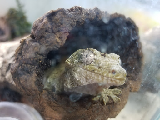 Reptile Store «MOC Reptiles», reviews and photos, 643 NE 125th St, North Miami, FL 33161, USA