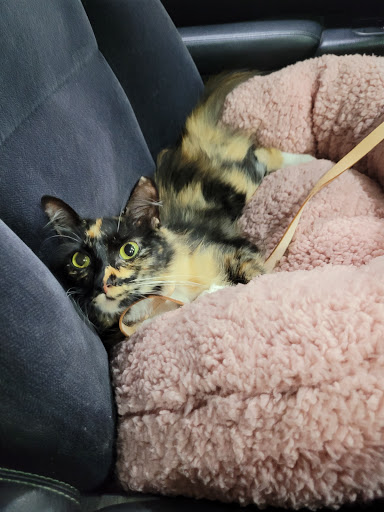 Pet Supply Store «Petco Animal Supplies», reviews and photos, 1410 N Loop 336 W, Conroe, TX 77304, USA