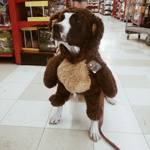 Pet Supply Store «Petco Animal Supplies», reviews and photos, 12163 Sheridan Blvd, Broomfield, CO 80020, USA
