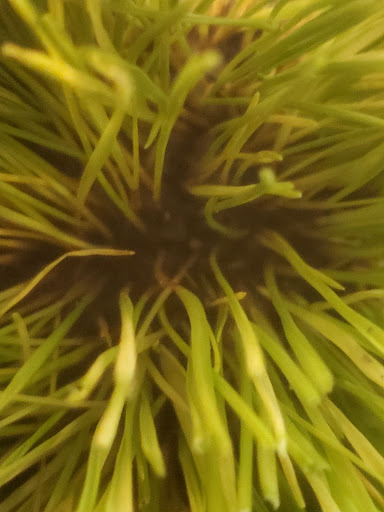 Grocery Store «Grocery Outlet Bargain Market», reviews and photos, 405 Butler Ave, Monroe, WA 98272, USA