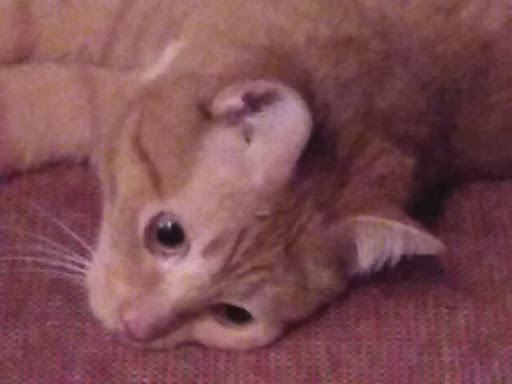 Pet Supply Store «PetSmart», reviews and photos, 7850 W Commercial Blvd, Lauderhill, FL 33351, USA