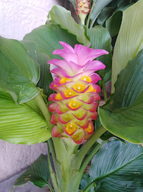 Lowe's Garden Center - Photo 2 - Car repair in Estero, FL, Bonita Springs