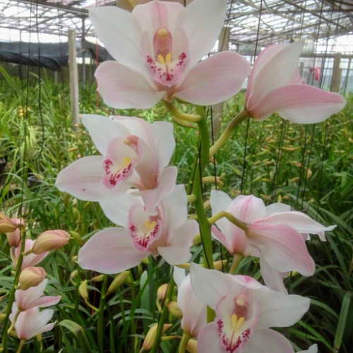 Reviews of Tasman Orchid House in Richmond - Florist