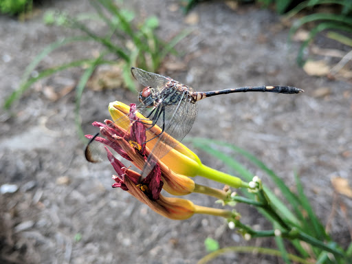 Botanical Garden «Botanical Gardens-Heritage Pk», reviews and photos, 411 Ball St, Grapevine, TX 76051, USA