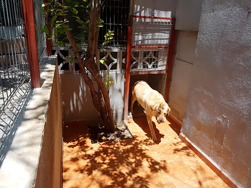 Alojamientos para perros en Monterrey