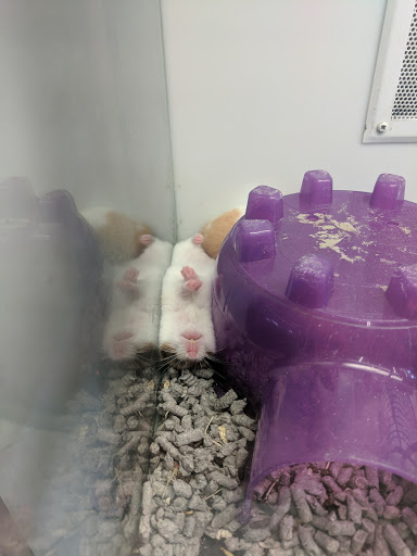 Pet Store «Super Pets», reviews and photos, 9403 E Las Tunas Dr, Temple City, CA 91780, USA