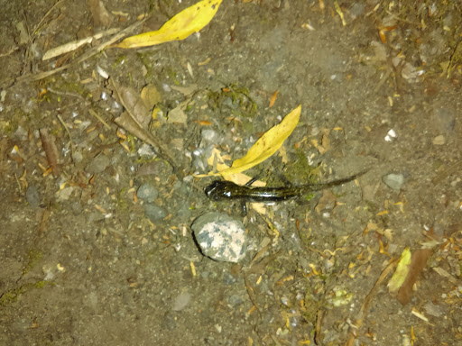 Park «Al Borlin Park», reviews and photos, 615 Simons Rd, Monroe, WA 98272, USA