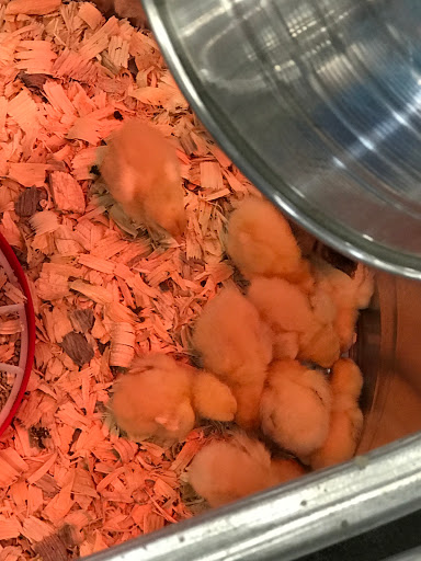 Home Improvement Store «Tractor Supply Co.», reviews and photos, 990 Tharp Rd, Yuba City, CA 95993, USA