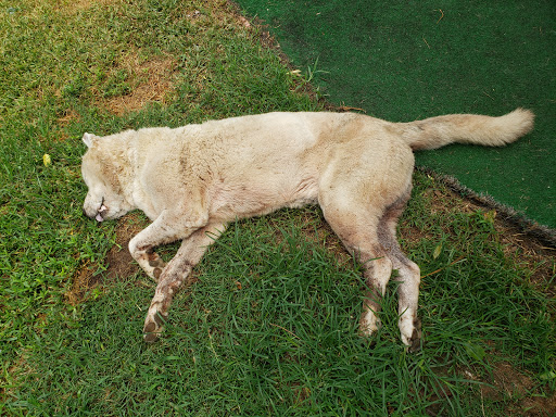 Canton Road Veterinary Hospital: Cefalu Bonnie DVM image