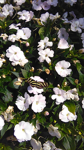 Tourist Attraction «Butterfly World», reviews and photos, 3600 W Sample Rd, Coconut Creek, FL 33073, USA