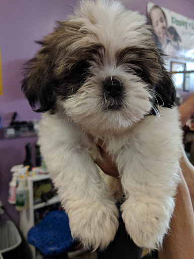 Pet Groomer «Furry Tails Pet Grooming», reviews and photos, 865 Cypress Pkwy, Poinciana, FL 34759, USA