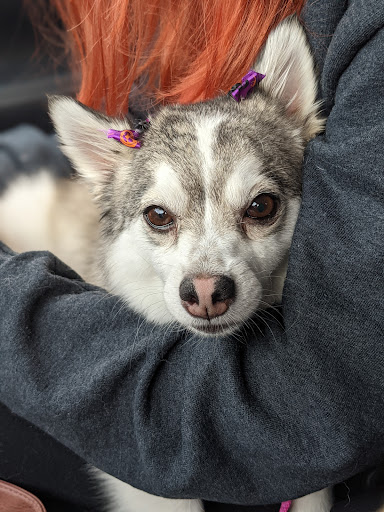 Pet Supply Store «Petco Animal Supplies», reviews and photos, 9004 Vernon Rd, Lake Stevens, WA 98258, USA