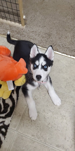 Pet Store «Tri-Creek Kennels», reviews and photos, 5641 US-129, Pendergrass, GA 30567, USA