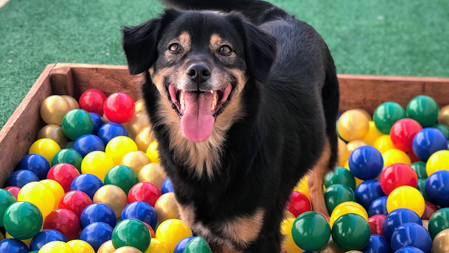 Avaliações sobre Thor Pet Spa em Porto Alegre - Veterinário