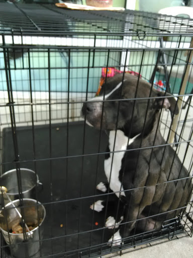 Pet Supply Store «Pet Supermarket», reviews and photos, 3316 Battleground Ave, Greensboro, NC 27410, USA