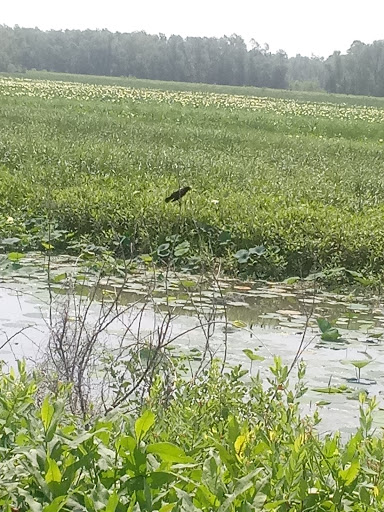 Nature Preserve «Marais Temps Clair Conservation Area», reviews and photos, 5134 Island Road, St Charles, MO 63301, USA