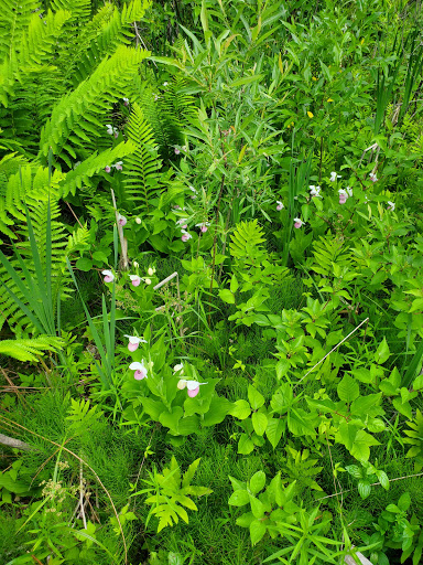 Nature Preserve «Eshqua Bog Natural Area», reviews and photos, Garvin Hill Rd, Woodstock, VT 05091, USA