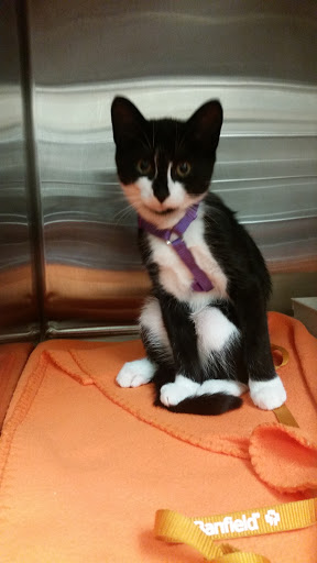 Pet Supply Store «PetSmart», reviews and photos, 1421 Carl D Silver Parkway, Fredericksburg, VA 22401, USA