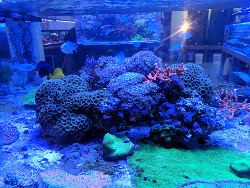 Tropical Fish Store «High Tide Aquarium», reviews and photos, 1140 Capital Cir SE # 11, Tallahassee, FL 32301, USA