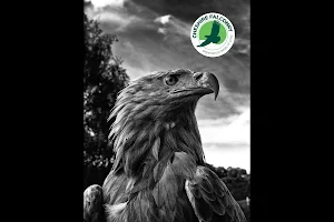 Cheshire Falconry image