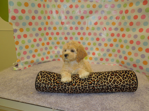 Pet Store «Pet Luv Pet Center», reviews and photos, 8057 S Cicero Ave, Chicago, IL 60652, USA