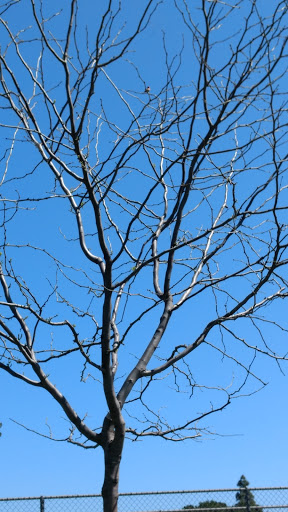 Park «Cerritos Park East», reviews and photos, 13234 E 166th St, Cerritos, CA 90703, USA