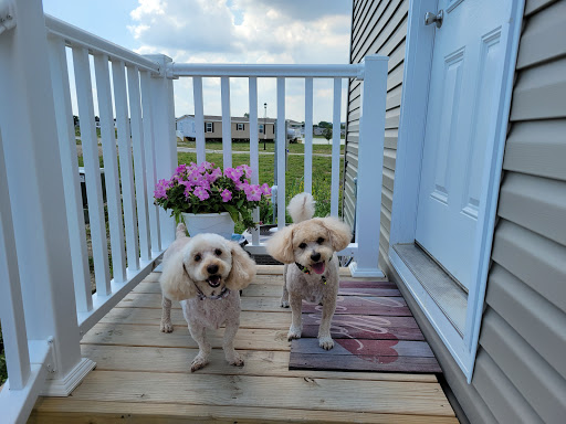 Lil Doggie Pet Salon