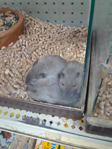 Pet Store «Pettin Place», reviews and photos, 1121 S Wells Ave, Reno, NV 89502, USA