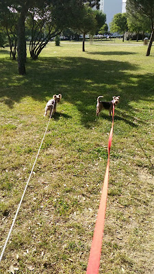 Animal Services 17 à Nieul-sur-Mer