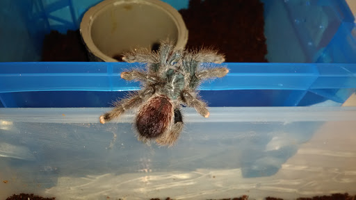 Pet Store «Critter Castle», reviews and photos, 1461 Boiling Springs Rd, Spartanburg, SC 29303, USA