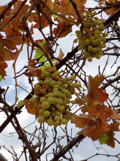 Coffee Shop «The Coffee Shop», reviews and photos, 3000 E Ray Rd, Gilbert, AZ 85296, USA