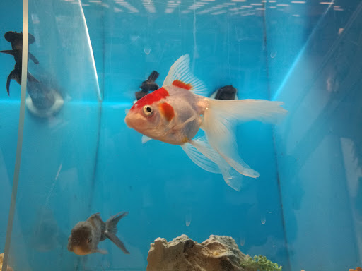 Pet Supply Store «PetSmart», reviews and photos, 10900 W Jefferson Blvd, Culver City, CA 90230, USA