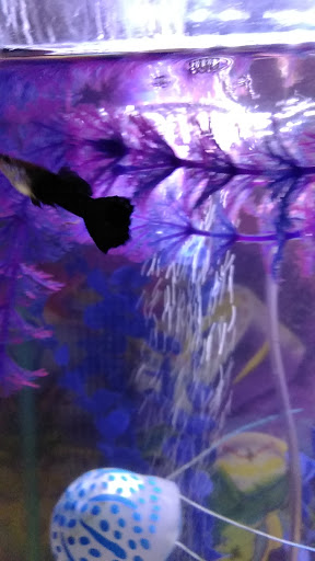 Pet Store «Exotic Fish», reviews and photos, 406 Northside Dr # F, Valdosta, GA 31602, USA
